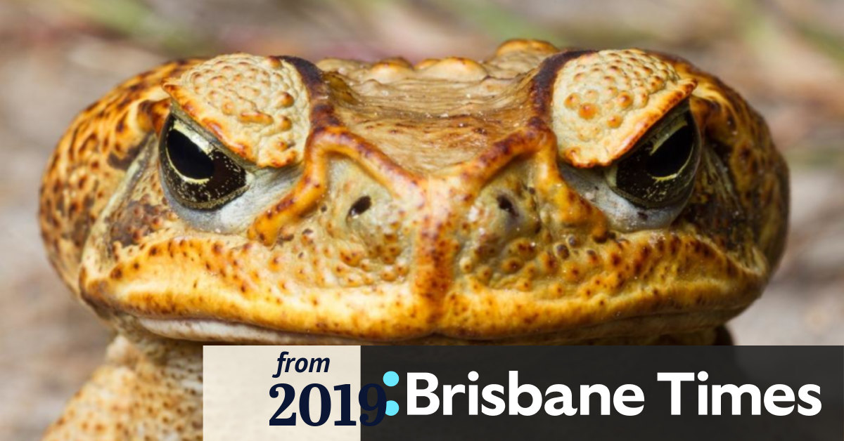 The Queensland scientist turning cane toads into cannibals